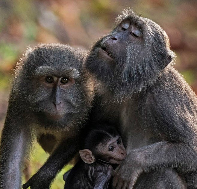 Kyd Island Wildlife Sanctuary, South Andaman, Andaman and Nicobar Islands - Vushii.com